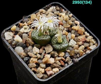 Conophytum obcordellum `giftbergense` -Plzen (3h)(5x5)- 2950(134)