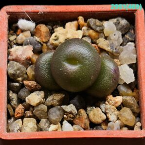 Conophytum brunneum -CR 1141, near Nuwerus (3h)(3x3)- 2951(469)