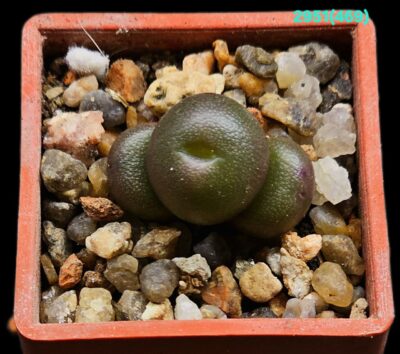 Conophytum brunneum -CR 1141, near Nuwerus (3h)(3x3)- 2951(469)