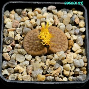 Lithops hybrid hookeri var. susannae – X C 091 (5x5)- 2952(X91)