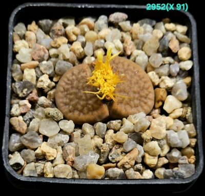 Lithops hybrid hookeri var. susannae – X C 091 (5x5)- 2952(X91)
