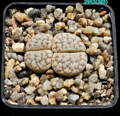Lithops gracilidelineata (fa) -C 385 (2h)(5x5)-2953(385)