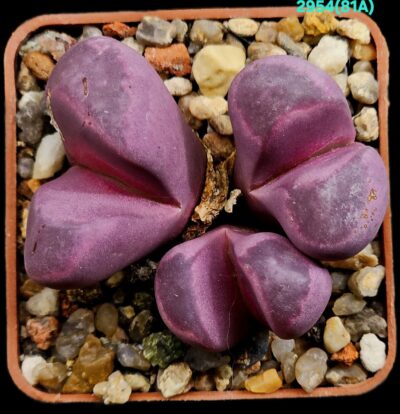 Lithops optica `Rubra` -C 81A (3h)(5x5)-2954(81A) - Зображення 2