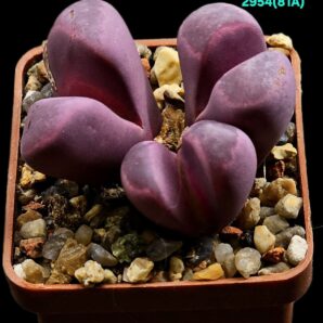 Lithops optica `Rubra` -C 81A (3h)(5x5)-2954(81A)