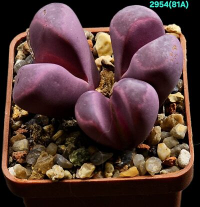 Lithops optica `Rubra` -C 81A (3h)(5x5)-2954(81A)