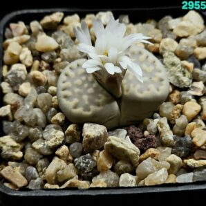 Lithops julii var. fulleri (5x5)-2955