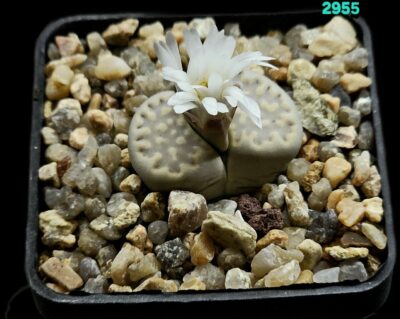 Lithops julii var. fulleri (5x5)-2955
