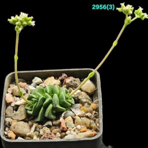 Crassula `Dorothy` [deceptor X susannae] (5x5)-2956(3)