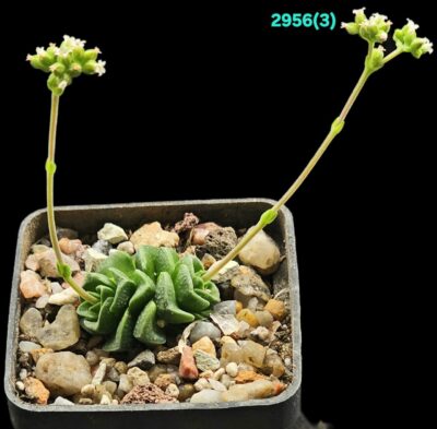 Crassula `Dorothy` [deceptor X susannae] (5x5)-2956(3)
