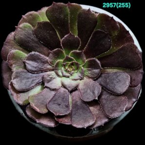 Aeonium `Morticia` (Dpl.=10)-2957(255)
