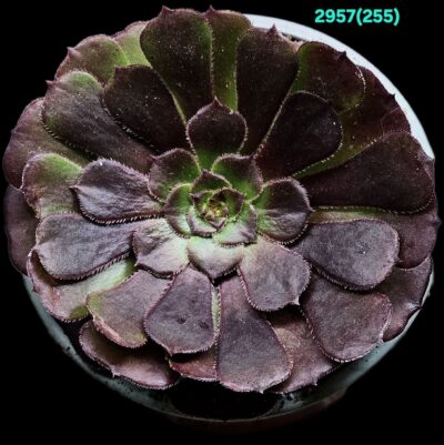 Aeonium `Morticia` (Dpl.=10)-2957(255)