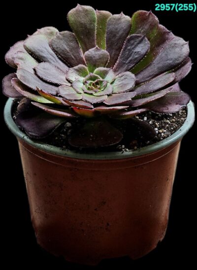 Aeonium `Morticia` (Dpl.=10)-2957(255) - Зображення 2