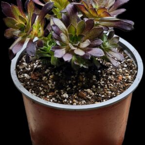Aeonium `Tip Top` (Dpl.=10)-2958(263)