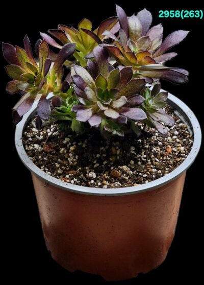 Aeonium `Tip Top` (Dpl.=10)-2958(263)