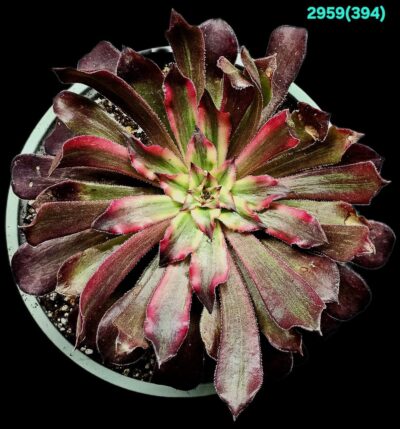 Aeonium `Snow Girl` fa. variegata (Dpl.=12)-2959(394)