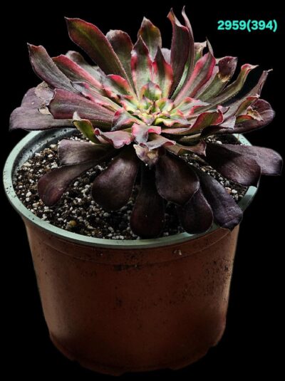 Aeonium `Snow Girl` fa. variegata (Dpl.=12)-2959(394) - Зображення 2