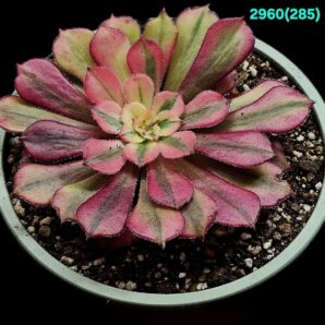 Aeonium `Schwarzkopf` fa. variegata (Dpl.=10)-2960(285)