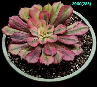 Aeonium `Schwarzkopf` fa. variegata (Dpl.=10)-2960(285)