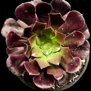 Aeonium `Pomegranate` (Dpl.=12)-2961(227)