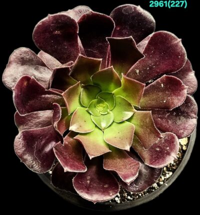 Aeonium `Pomegranate` (Dpl.=12)-2961(227)