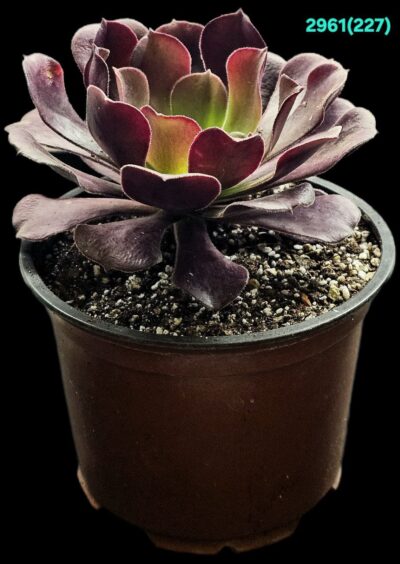 Aeonium `Pomegranate` (Dpl.=12)-2961(227) - Зображення 2