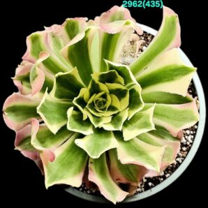 Aeonium `Riverstone` fa variegate (Dpl.=12)-2962(435)