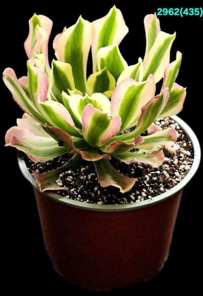 Aeonium `Riverstone` fa variegate (Dpl.=12)-2962(435) - Зображення 2