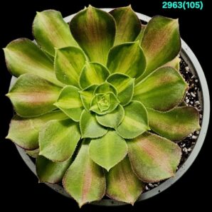 AEONIUM `PINK WITCH` YELLOW MIDDLE (D=13)-2963(105)