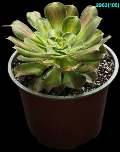 AEONIUM `PINK WITCH` YELLOW MIDDLE (D=13)-2963(105) - Зображення 2