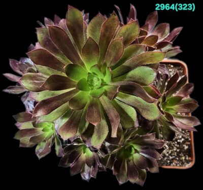 Aeonium `Toffee Apple` (D pl.=20)-2964(323) - Зображення 2