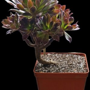 Aeonium `Toffee Apple` (D pl.=20)-2964(323)