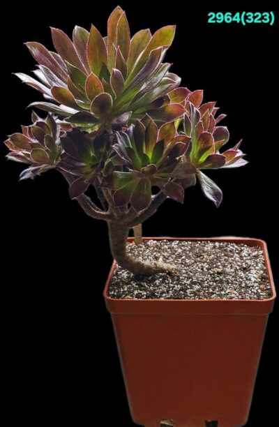 Aeonium `Toffee Apple` (D pl.=20)-2964(323)