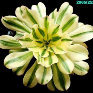 Aeonium arboreum `Luteovariegatum` (D pl.=18)-2965(252)