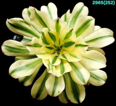 Aeonium arboreum `Luteovariegatum` (D pl.=18)-2965(252)