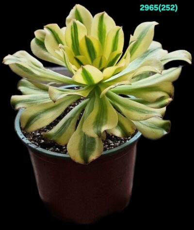 Aeonium arboreum `Luteovariegatum` (D pl.=18)-2965(252) - Зображення 2