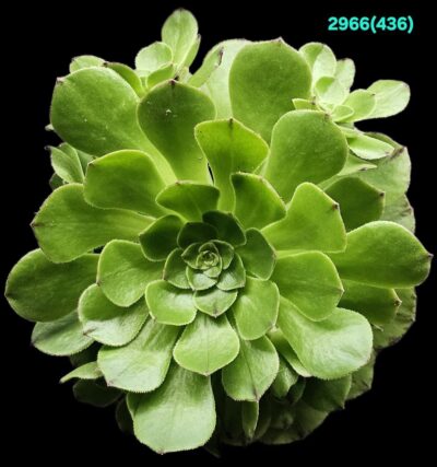 Aeonium `Green Mage` (D pl.=13)-2966(436) - Зображення 2