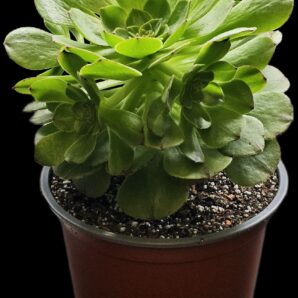 Aeonium `Green Mage` (D pl.=13)-2966(436)
