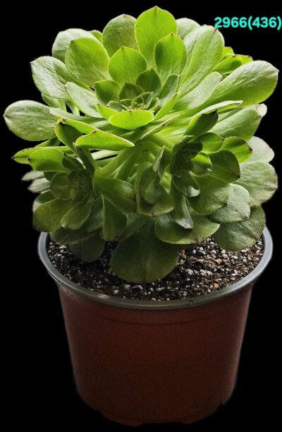 Aeonium `Green Mage` (D pl.=13)-2966(436)