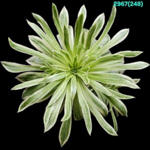 Aeonium `Firecracker` fa. variegate (fa) (D plant=19)-2967(248)