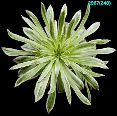 Aeonium `Firecracker` fa. variegate (fa) (D plant=19)-2967(248)