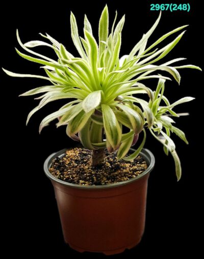 Aeonium `Firecracker` fa. variegate (fa) (D plant=19)-2967(248) - Зображення 2