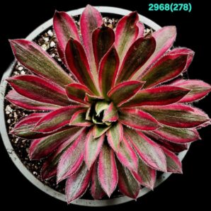 Aeonium `Peacock` (`Black Magic`) fa. variegata (D plant=11)- 2968(278)