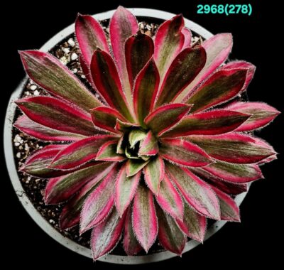 Aeonium `Peacock` (`Black Magic`) fa. variegata (D plant=11)- 2968(278)