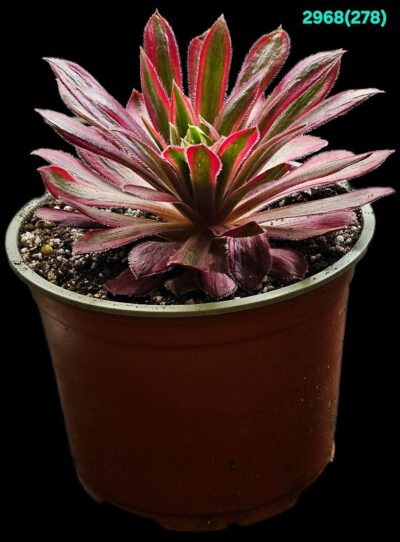 Aeonium `Peacock` (`Black Magic`) fa. variegata (D plant=11)- 2968(278) - Зображення 2