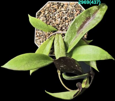 Hoya pubicalyx `Red Button’s` (10x10)-2969(437) - Зображення 2