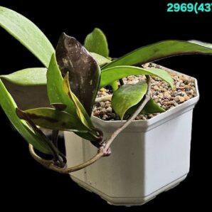 Hoya pubicalyx `Red Button’s` (10x10)-2969(437)