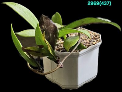 Hoya pubicalyx `Red Button’s` (10x10)-2969(437)