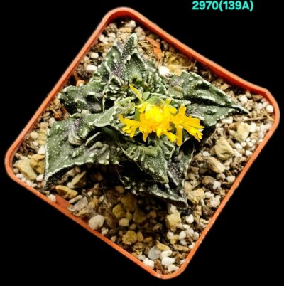 Faucaria tuberculosa `Aranami` (anacon fa.) (6x6)-2970(139A) - Зображення 2