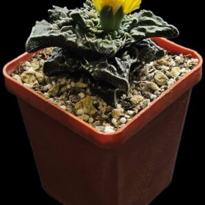 Faucaria tuberculosa `Aranami` (anacon fa.) (6x6)-2970(139A)