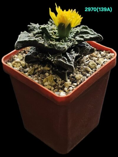 Faucaria tuberculosa `Aranami` (anacon fa.) (6x6)-2970(139A)